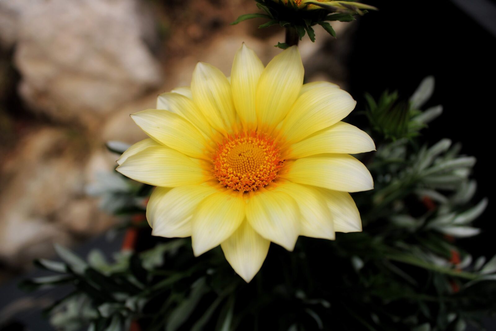 Canon EOS 2000D (EOS Rebel T7 / EOS Kiss X90 / EOS 1500D) sample photo. Nature, flower, yellow photography