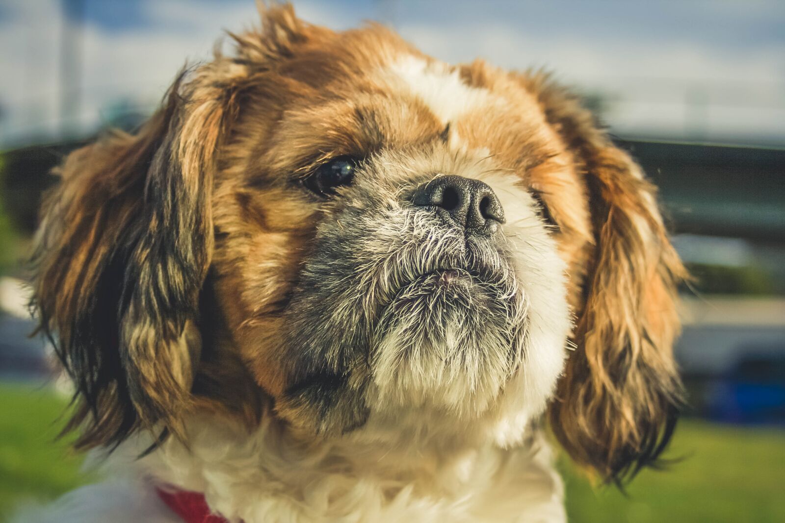 Canon EF-S 18-55mm F3.5-5.6 II sample photo. Dog, pet, animal photography