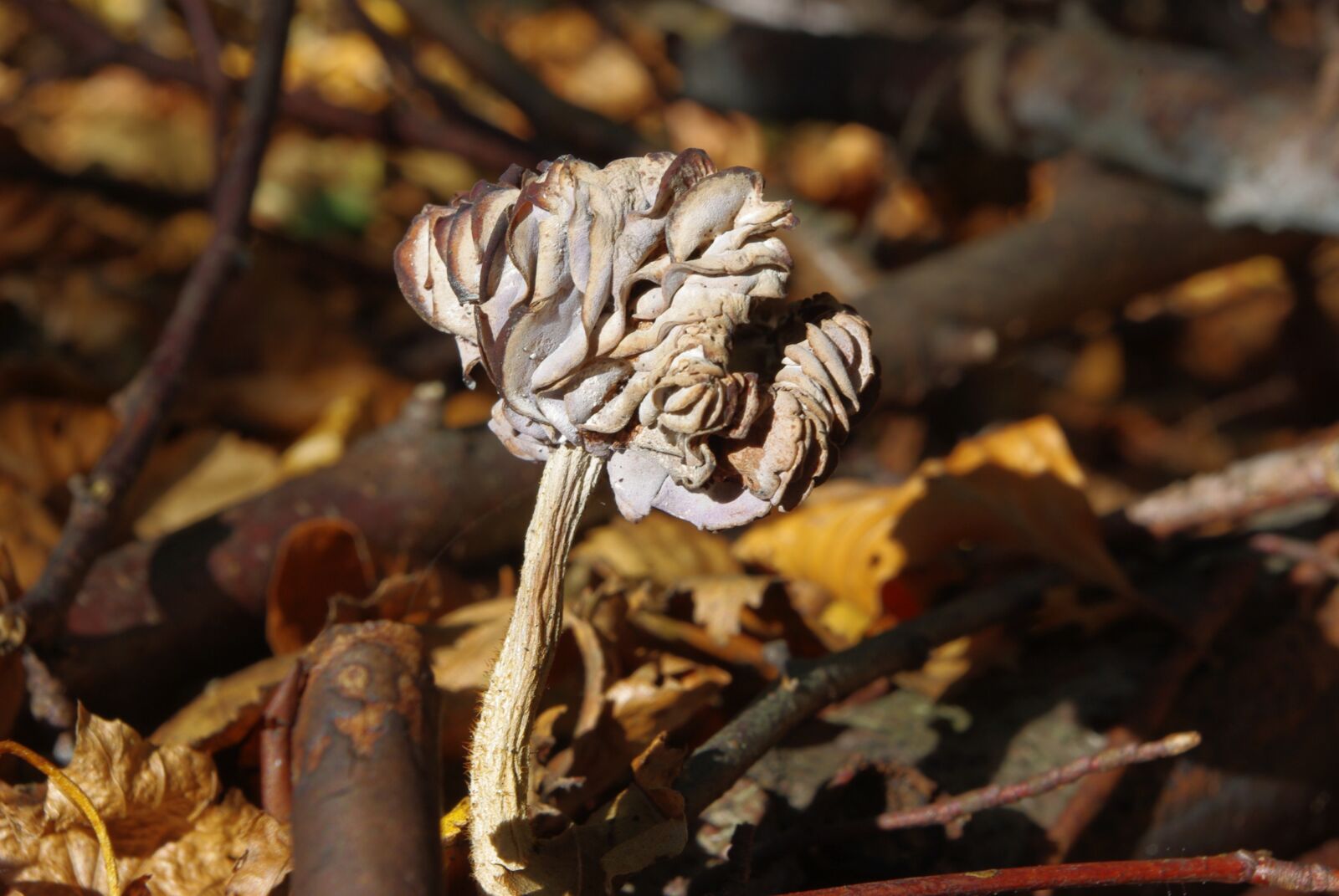 Pentax K-m (K2000) sample photo. Mushrooms, dry, forest photography