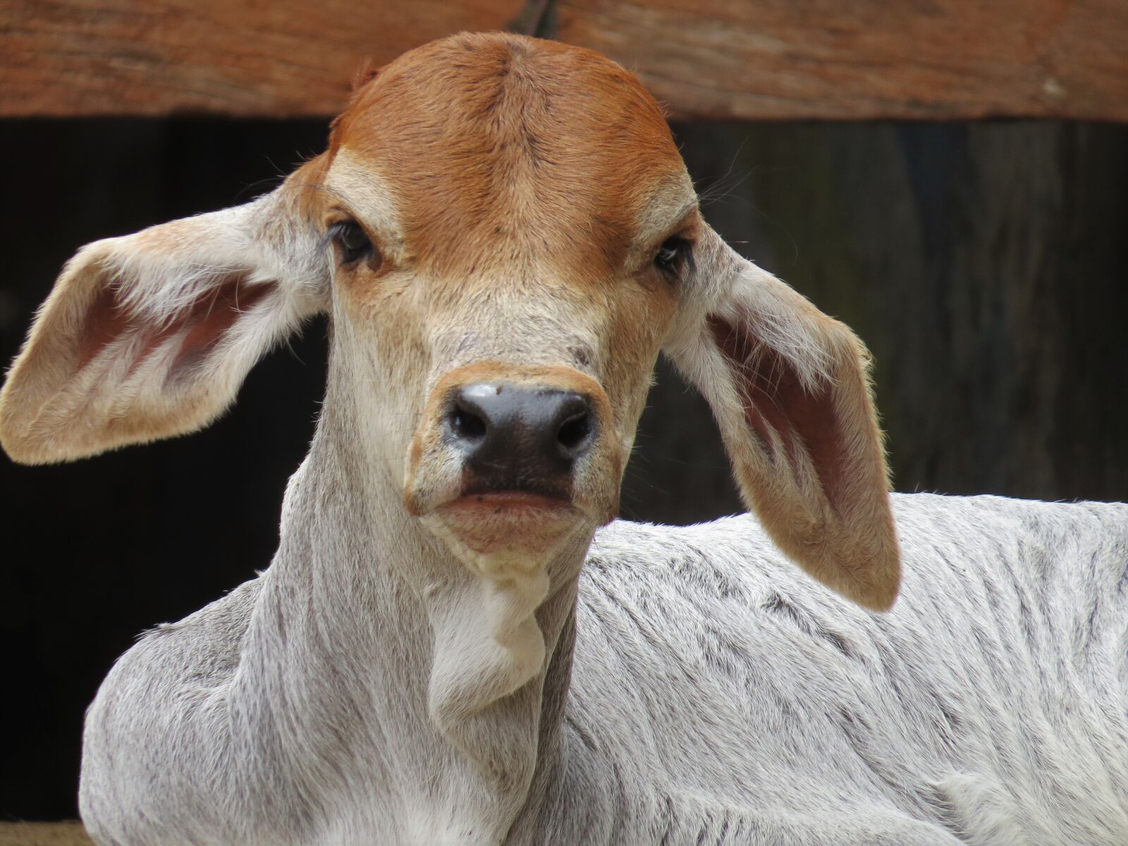 Canon PowerShot SX50 HS sample photo. Boi, calf, animal photography