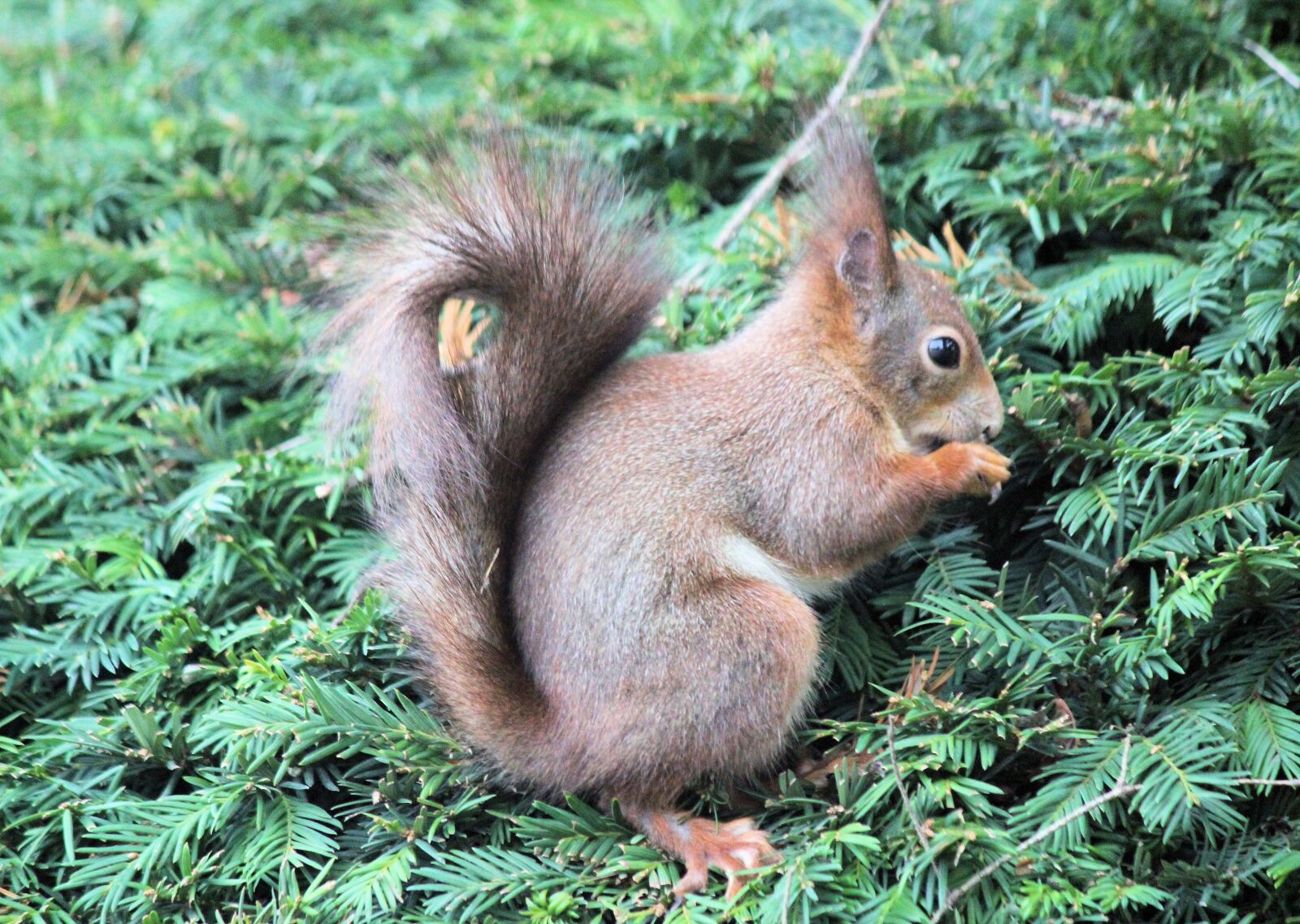 Canon EOS 550D (EOS Rebel T2i / EOS Kiss X4) sample photo. The squirrel, rodent, mammal photography