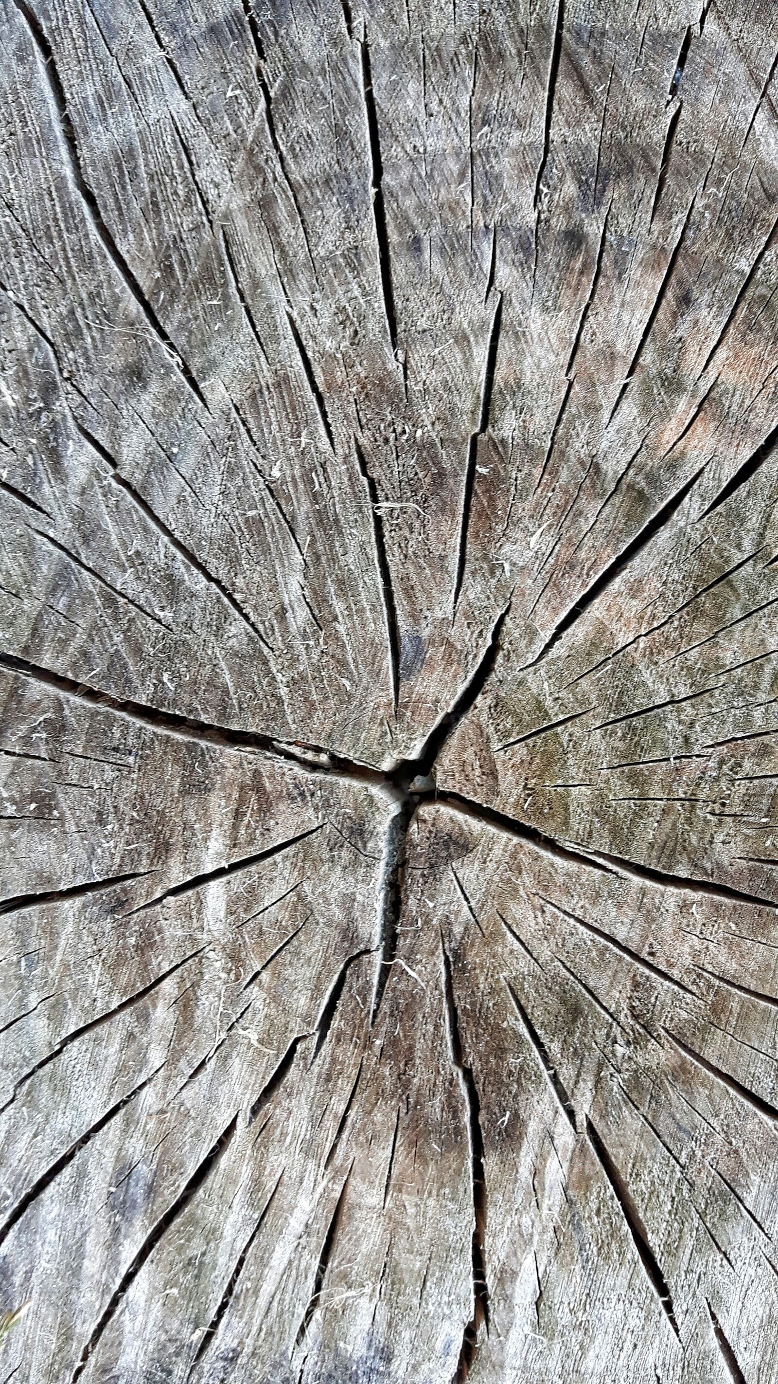 Samsung Galaxy S5 Neo sample photo. Wood, node, texture photography
