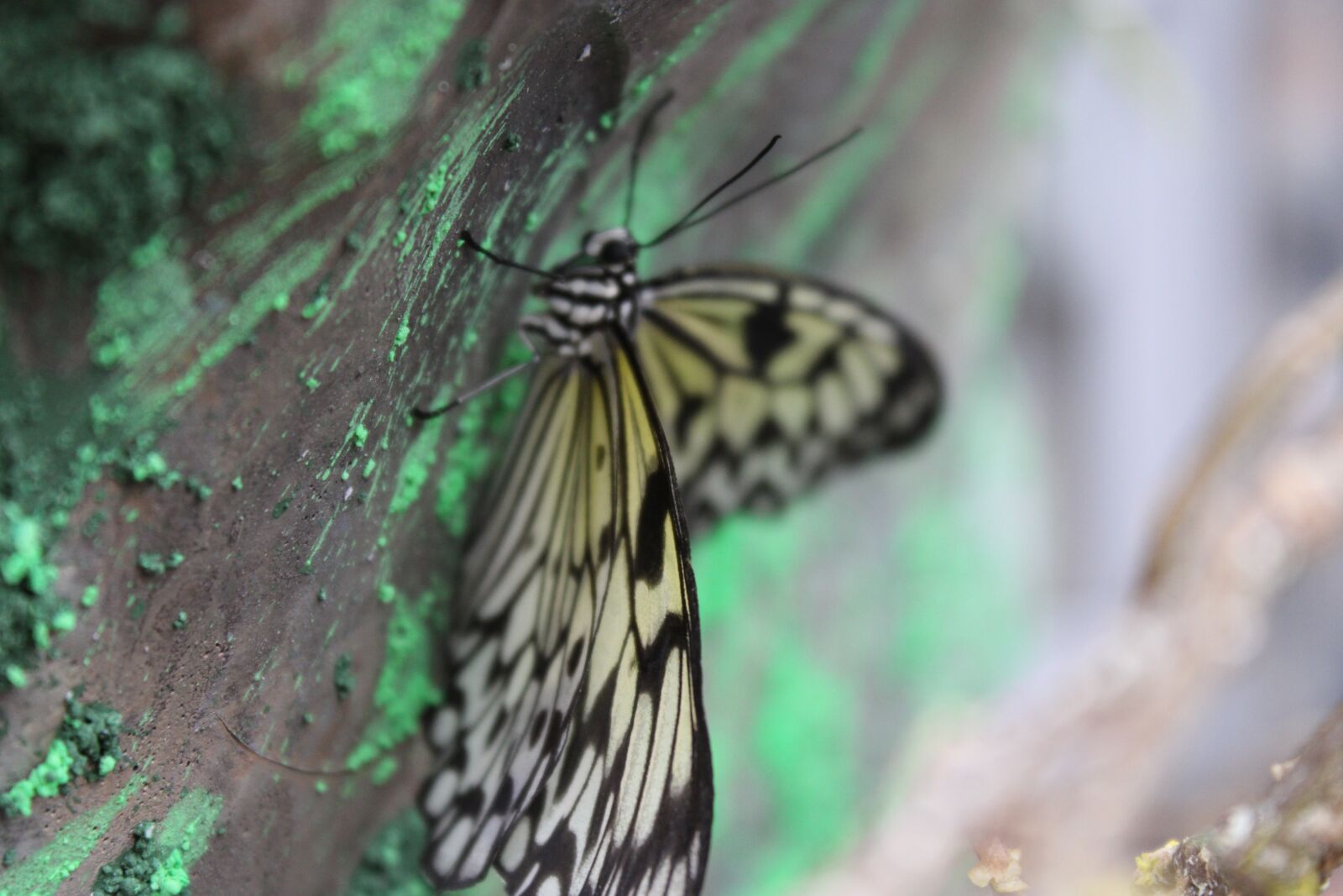 Canon EOS 2000D (EOS Rebel T7 / EOS Kiss X90 / EOS 1500D) sample photo. Butterfly, nature, animal photography