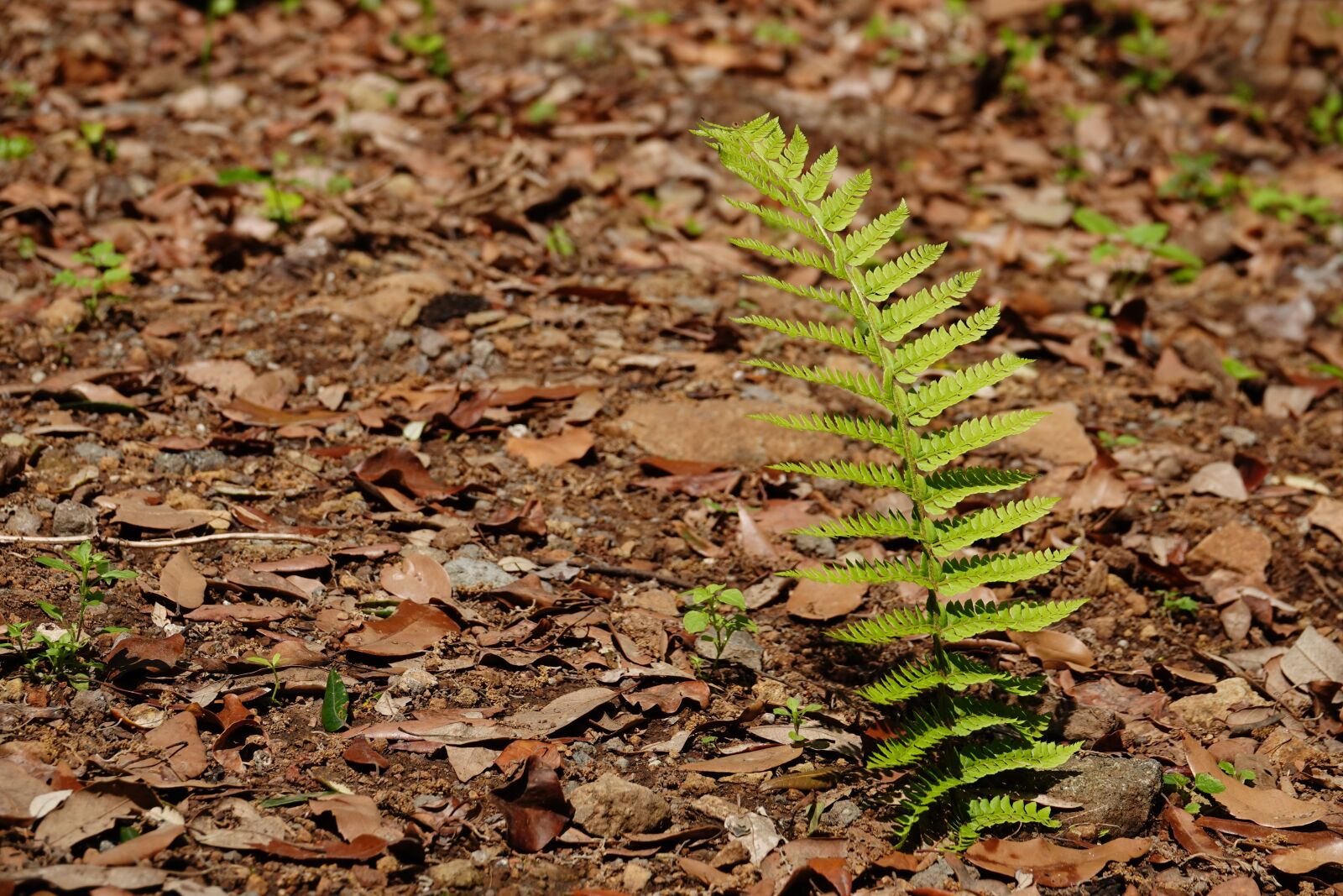 Sony Cyber-shot DSC-RX10 IV sample photo. Fern, forest, nature photography