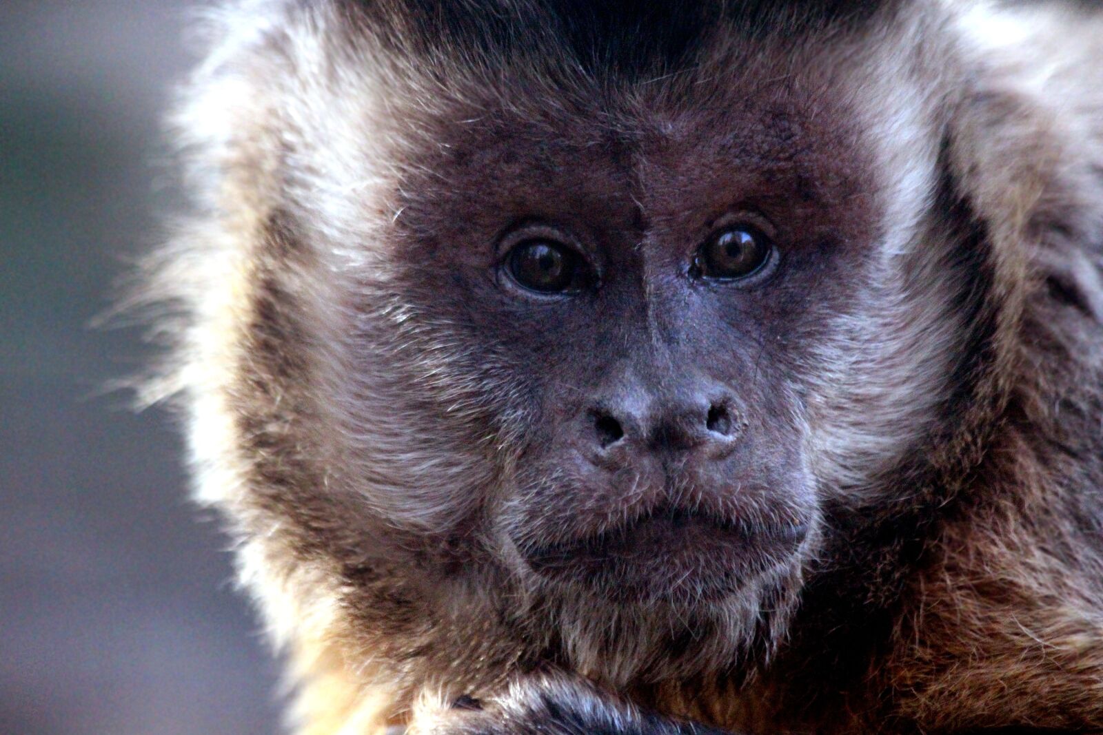Canon EOS 650D (EOS Rebel T4i / EOS Kiss X6i) sample photo. Capuchin, primacy, monkey photography