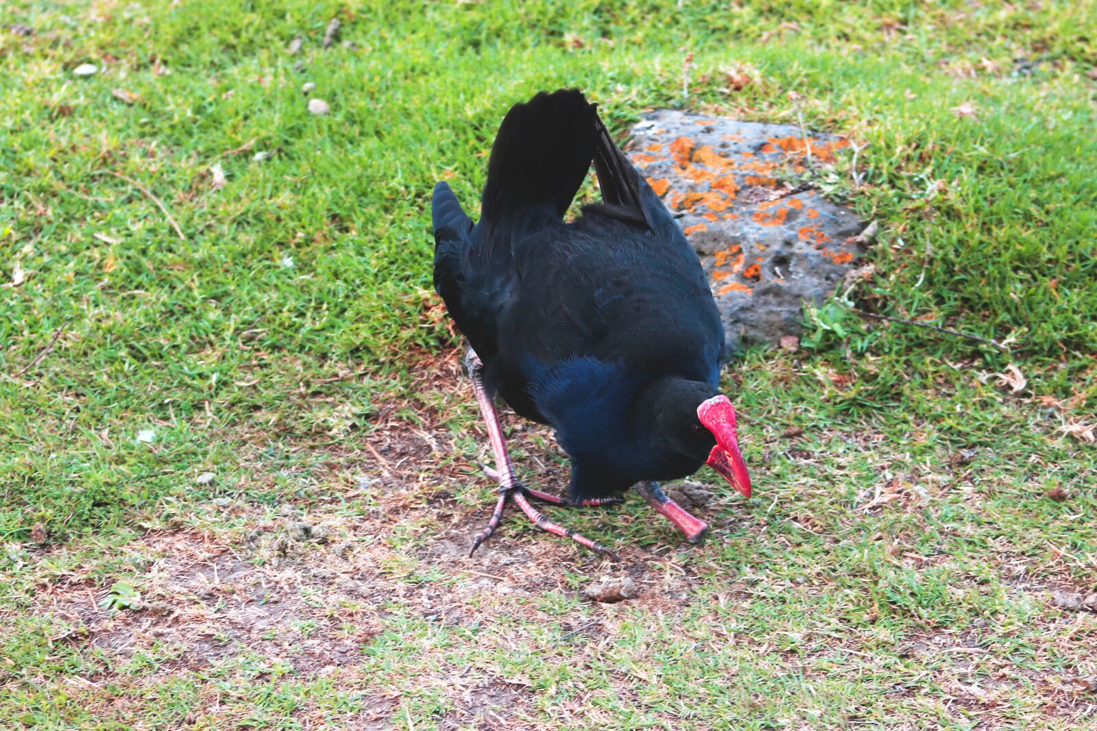 Canon EF75-300mm f/4-5.6 sample photo. Birds of new zealand photography