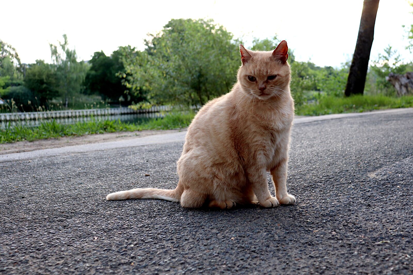 Canon EOS 800D (EOS Rebel T7i / EOS Kiss X9i) sample photo. Cat, felines, cute photography