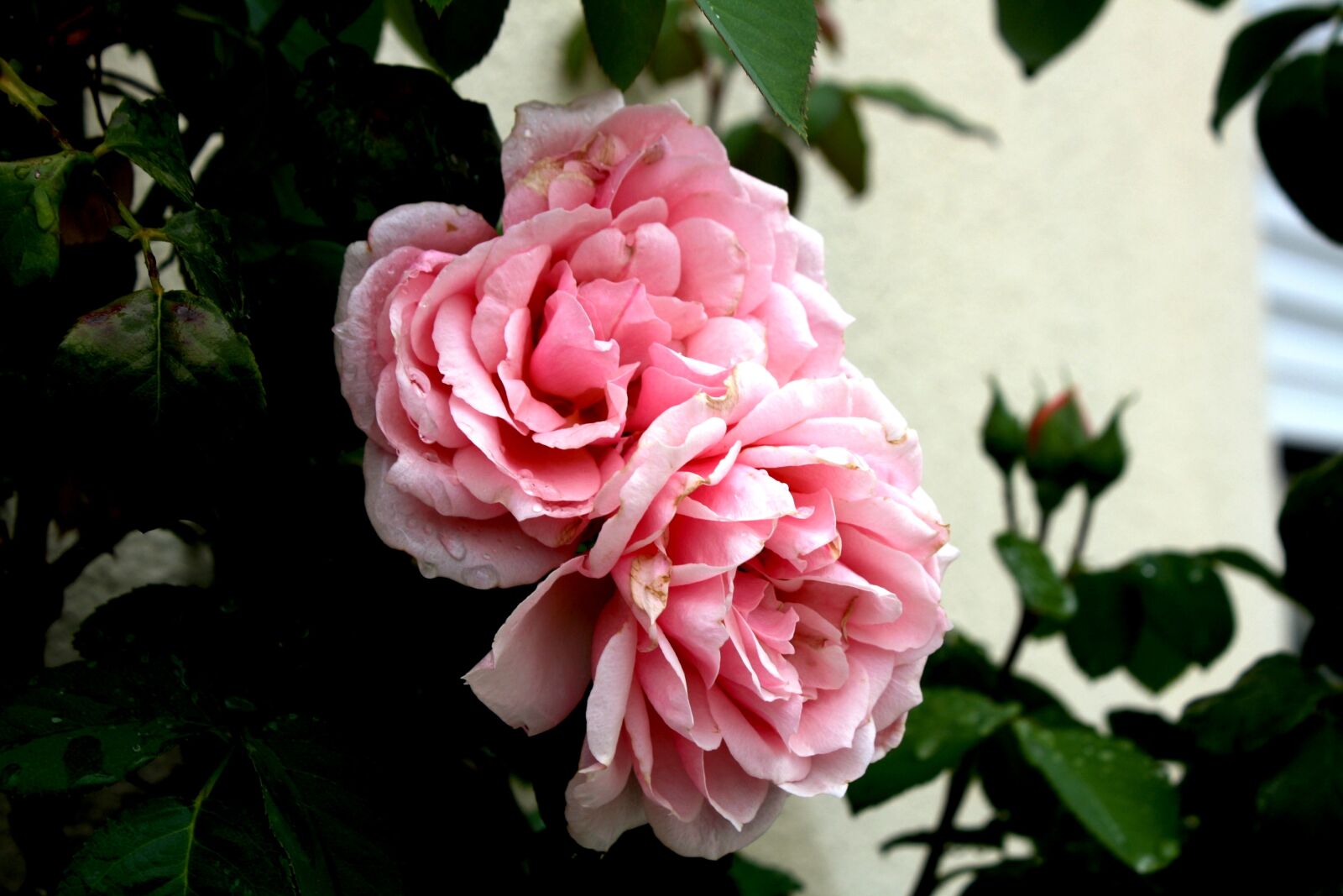 Canon EOS 1000D (EOS Digital Rebel XS / EOS Kiss F) sample photo. Roses, garden, flower photography