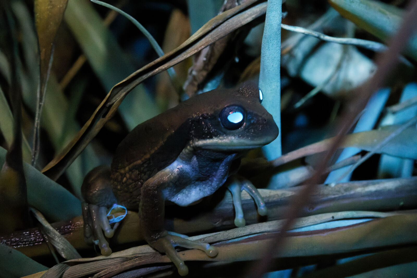 Canon EOS M50 (EOS Kiss M) sample photo. Rana marsupial de cuenca photography