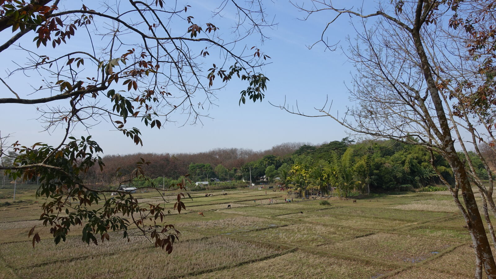 Sony Cyber-shot DSC-RX100 III sample photo. Blue, sky, fallen, trees photography
