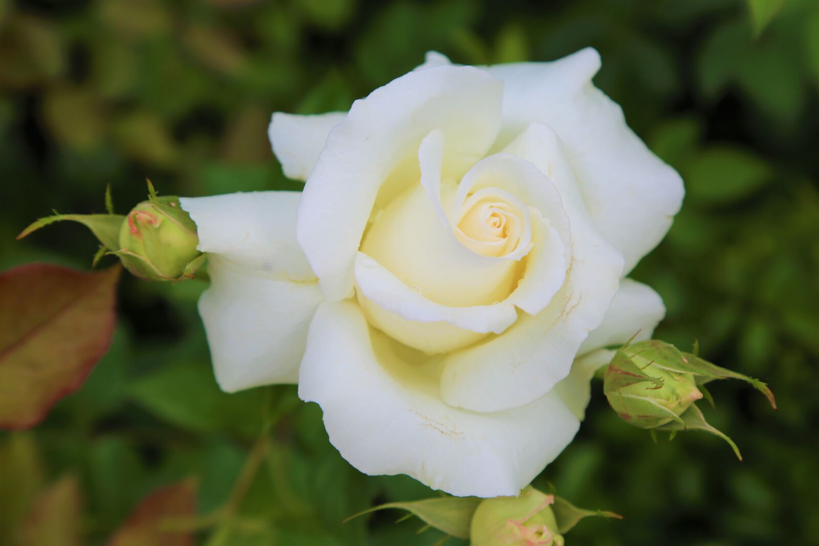 Canon EF 24-105mm F4L IS USM sample photo. Rose, beyazgul, nature photography