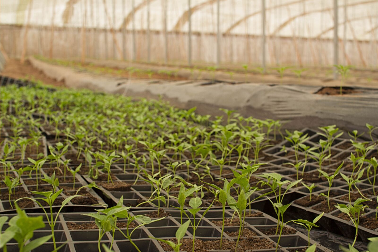 Canon EOS 7D sample photo. Agriculture, bio, farm photography