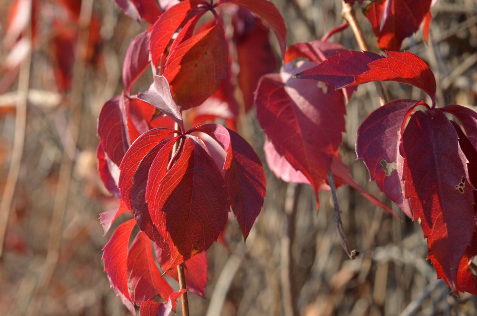 Nikon D5100 sample photo. Autumn, foliage, red photography