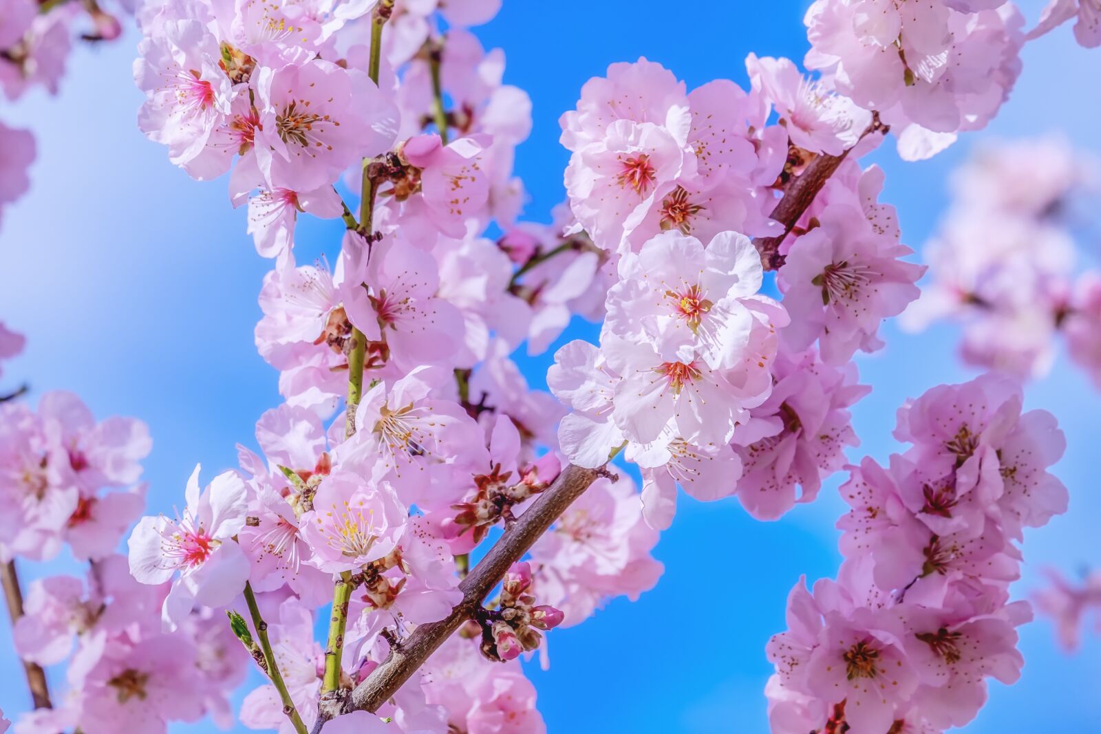 Fujifilm XF 55-200mm F3.5-4.8 R LM OIS sample photo. Japanese cherry, tree, spring photography