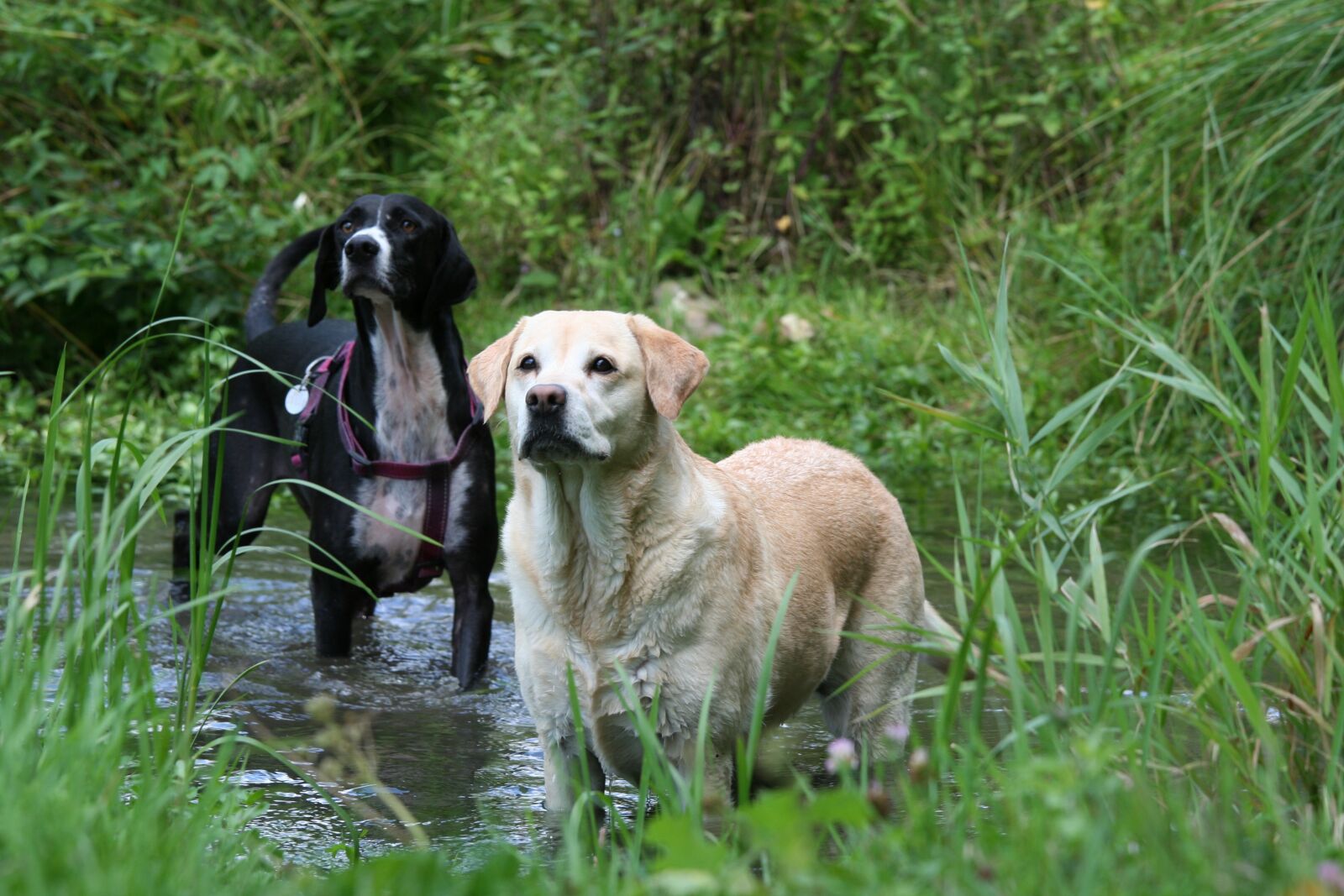 Canon EOS 350D (EOS Digital Rebel XT / EOS Kiss Digital N) sample photo. Creek, mare, dog photography