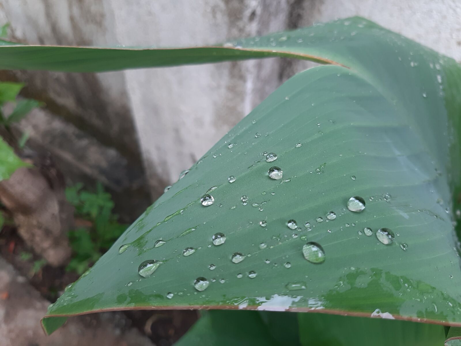 Samsung Galaxy A50 sample photo. Waterdrop, rainyday, season photography