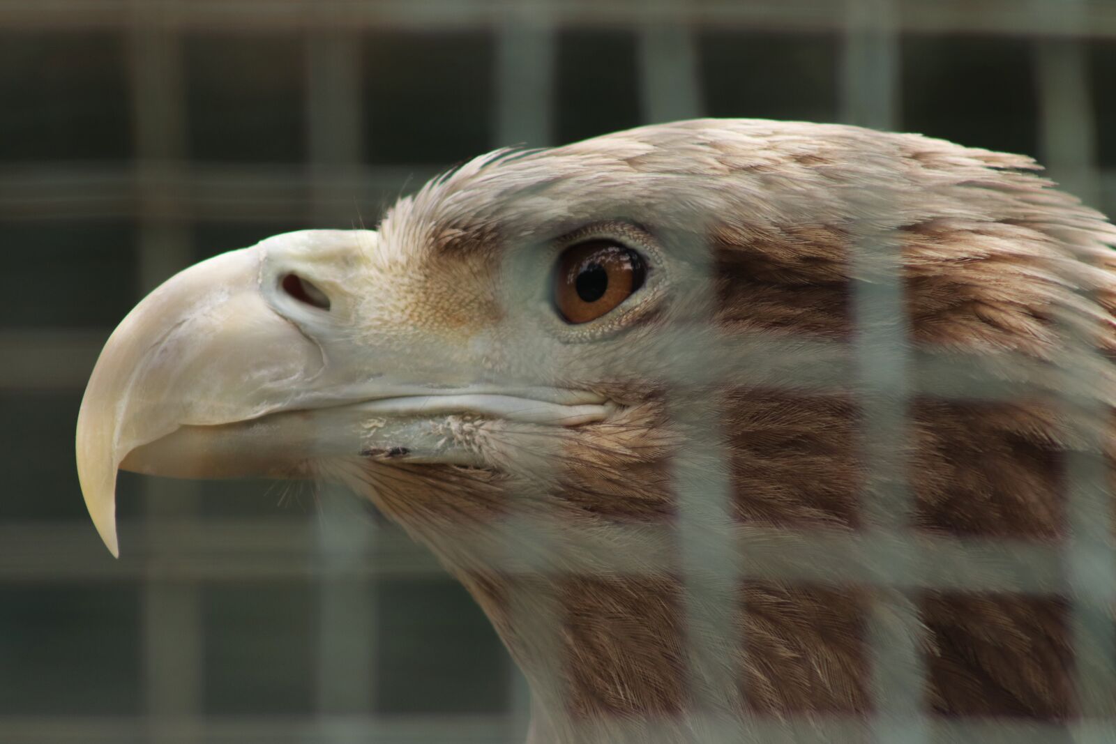 Canon EF 75-300mm f/4-5.6 USM sample photo. Eagle in a cage photography