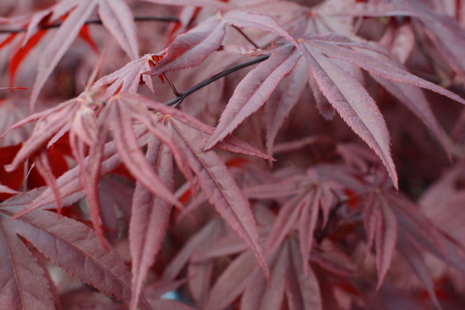 Nikon D7100 sample photo. Japanese maple, maple, red photography