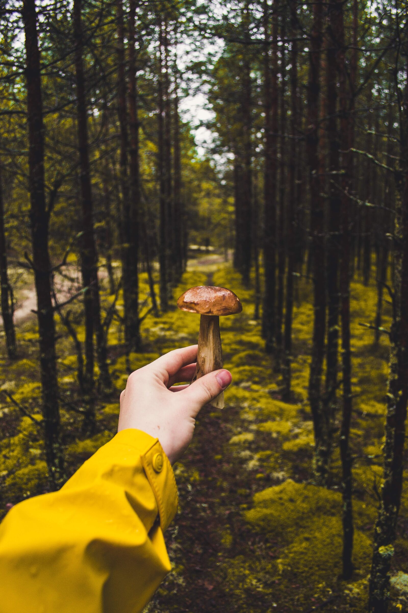 Nikon D3100 sample photo. Hand, macro, mushroom photography