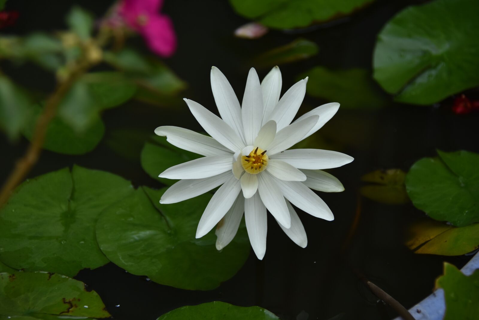 Nikon D7200 sample photo. Lily, white, blooming photography