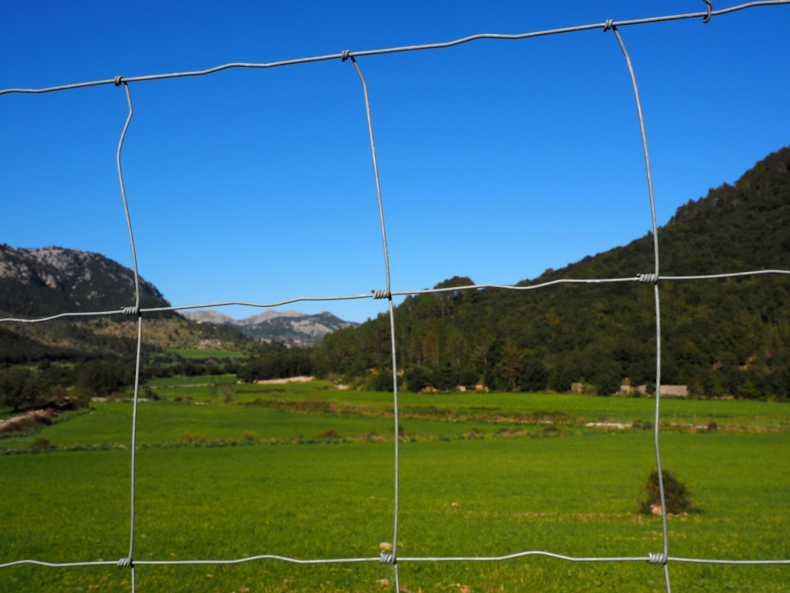Olympus OM-D E-M1 + Olympus M.Zuiko Digital ED 12-40mm F2.8 Pro sample photo. Fence, wildzaun, wildlife fence photography
