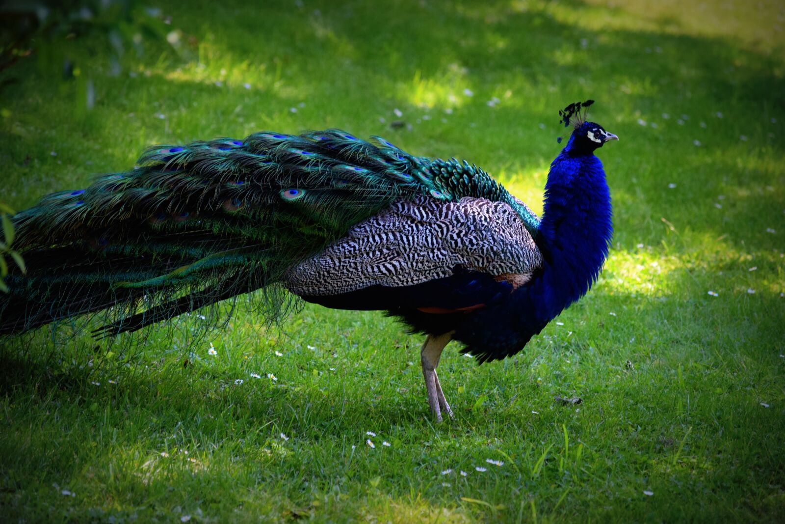 Nikon D3300 sample photo. Bird, peacock, color photography