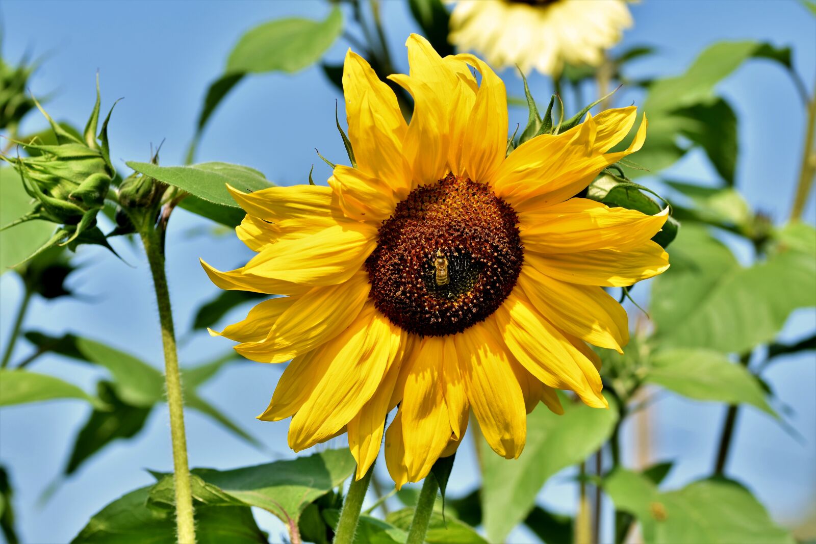 Nikon D7200 sample photo. Sunflower, flower, blossom photography