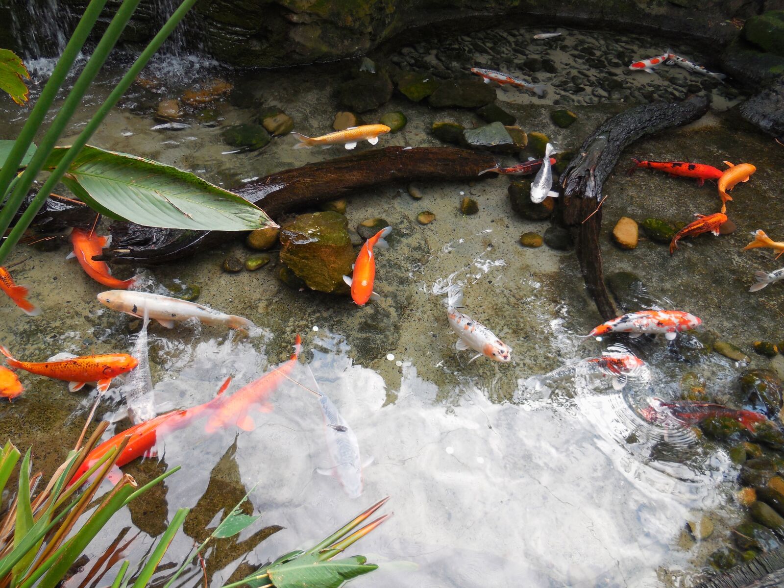 Nikon Coolpix S6500 sample photo. Colorful fishes, fish pond photography
