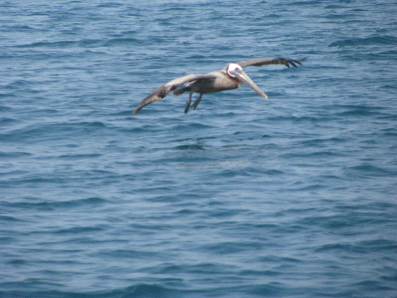 Canon POWERSHOT SX100 IS sample photo. Pelican, beach, ave photography