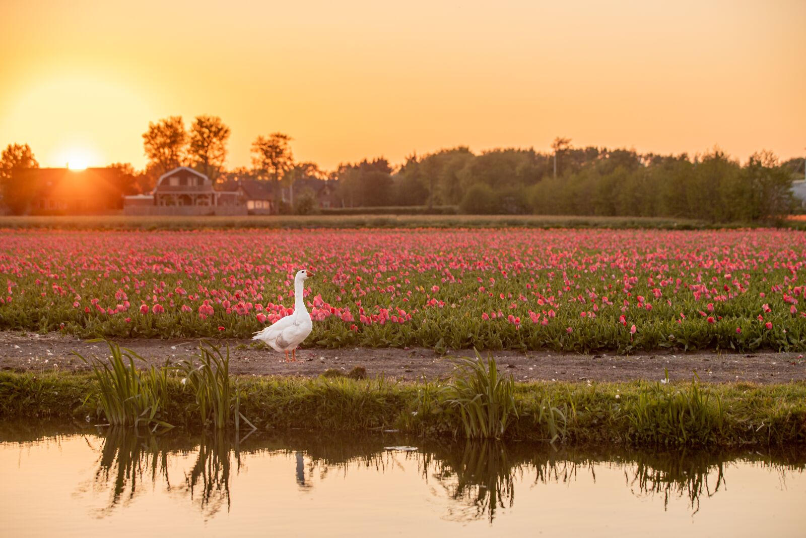 Canon EOS 6D Mark II sample photo. Tulips, goose, sun photography