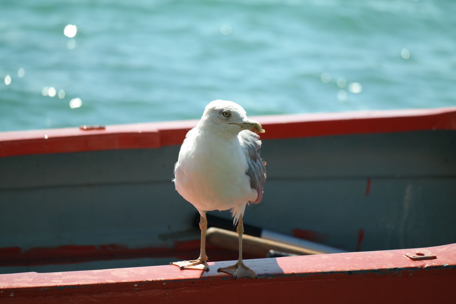 NX 50-200mm F4-5.6 sample photo. Gull, boat, water photography