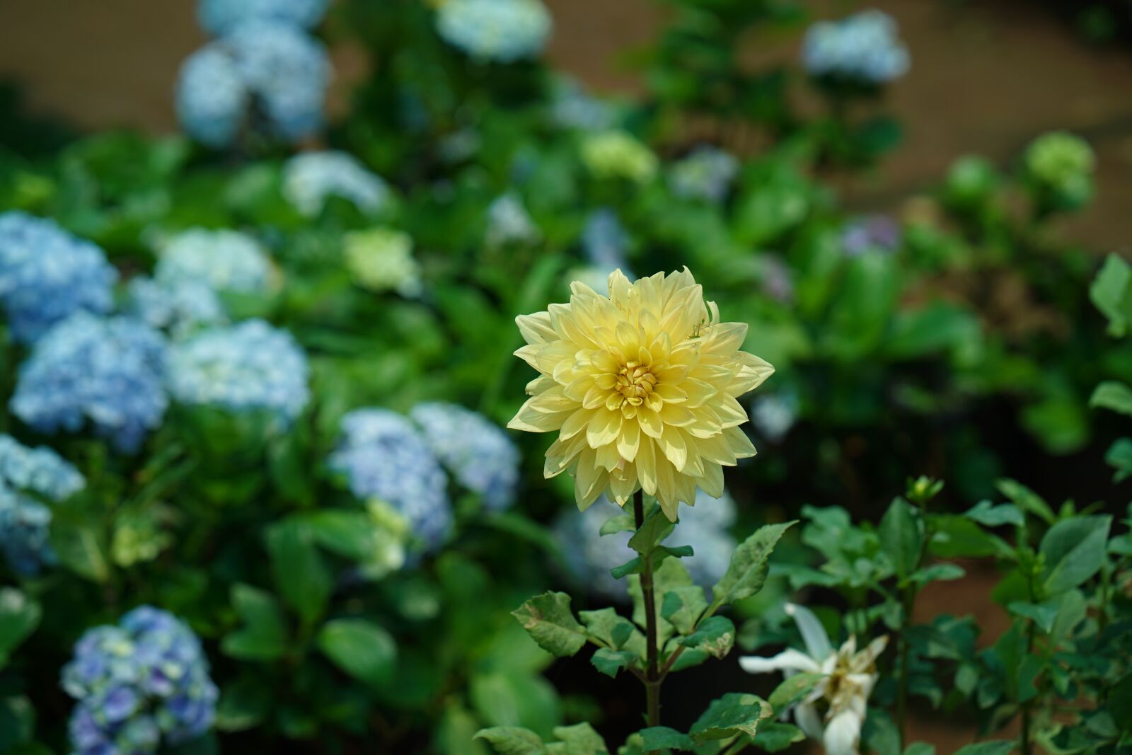 ZEISS Batis 85mm F1.8 sample photo. Rose - flower, biology photography