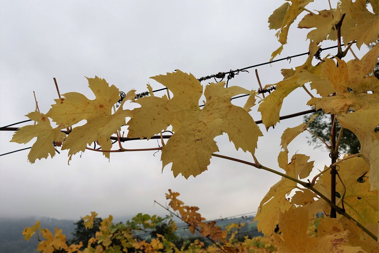 Sony Cyber-shot DSC-RX100 IV sample photo. Autumn, leaves, vines photography
