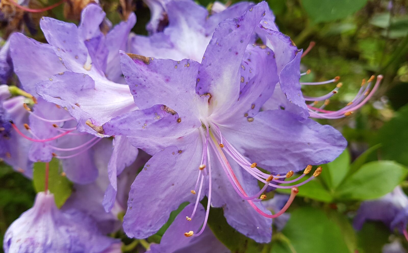 Samsung Galaxy S7 Edge sample photo. Blue, flower, azalea photography