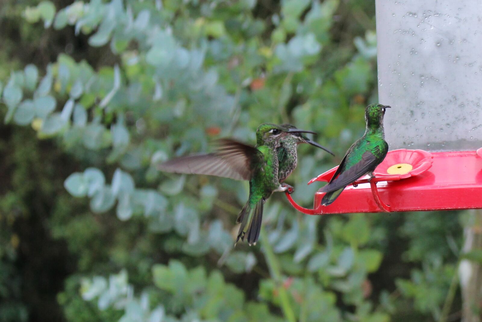 Canon EOS 100D (EOS Rebel SL1 / EOS Kiss X7) sample photo. Birds, hummingbird, three, birds photography