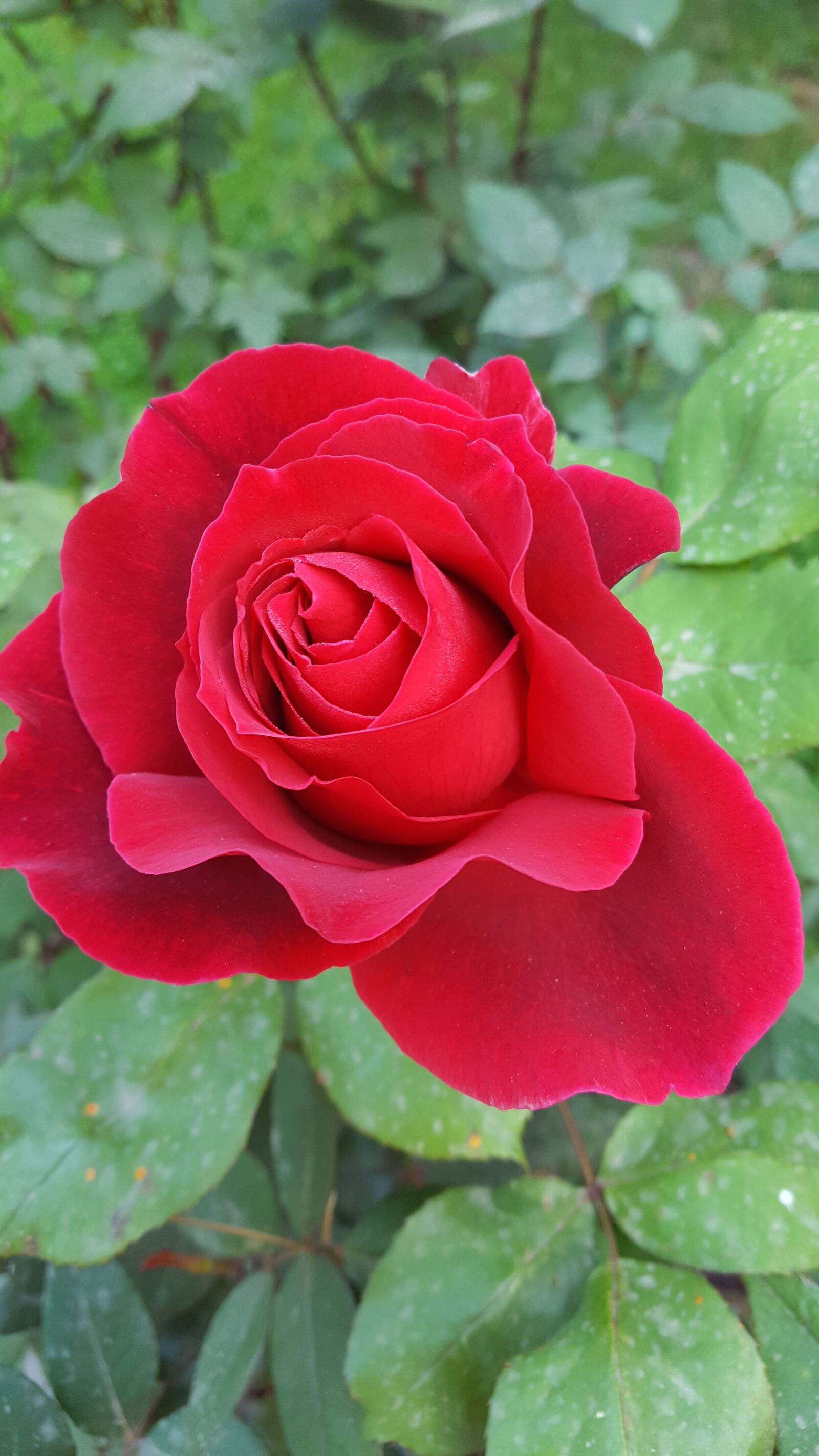 Samsung Galaxy S6 sample photo. Rose, red, flower photography