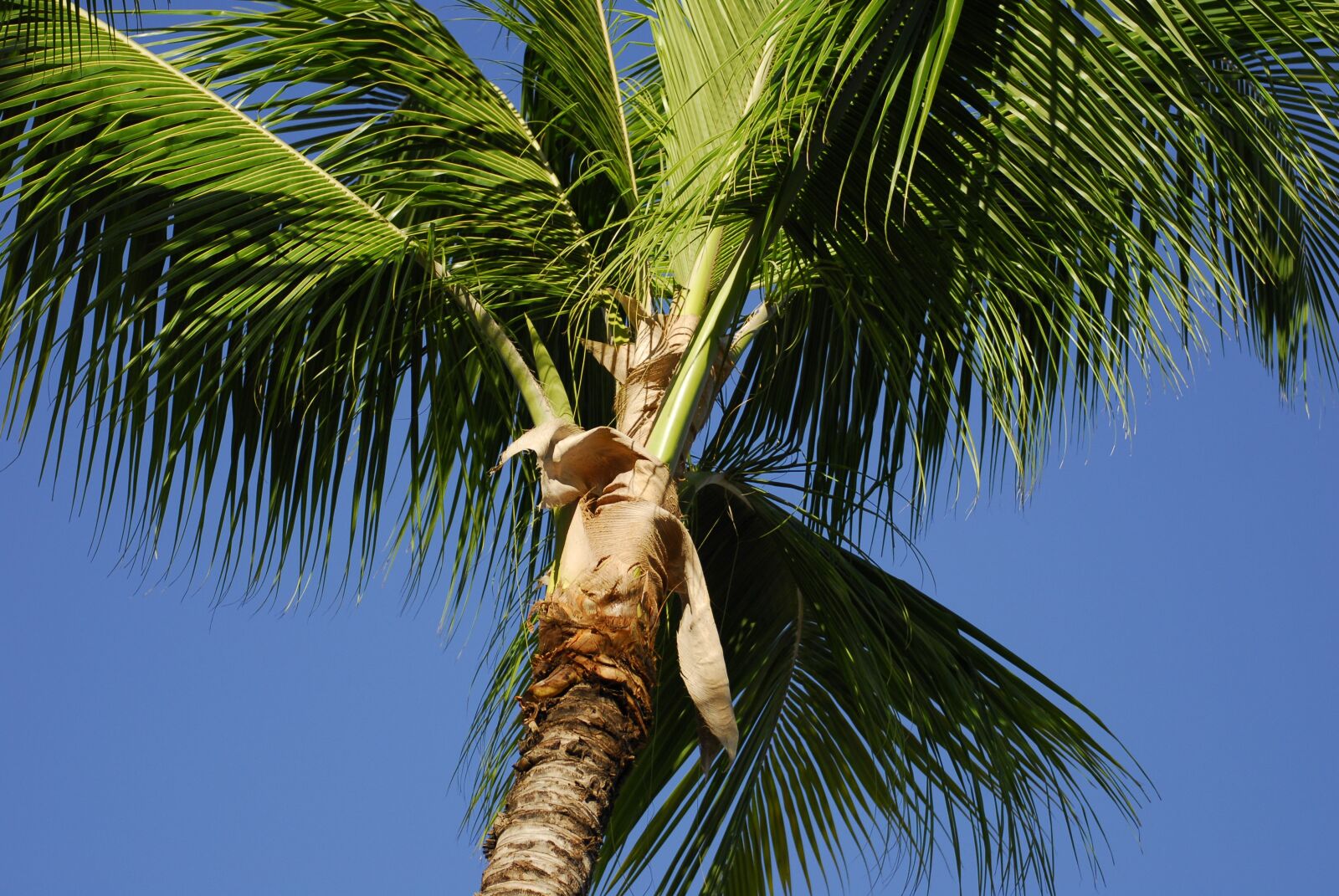 Nikon D200 sample photo. Dom rep, dominican republic photography