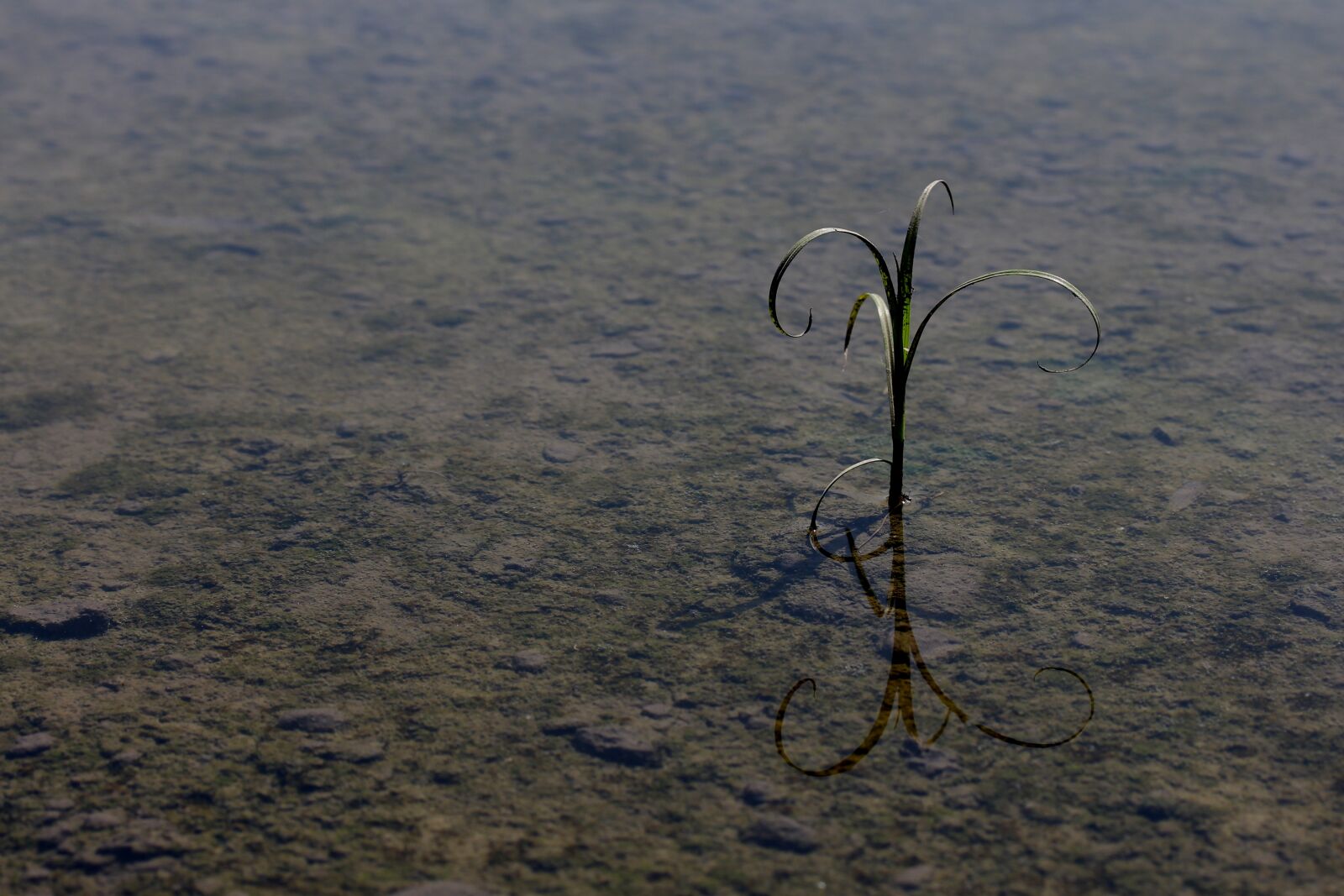 Canon EF-S 60mm F2.8 Macro USM sample photo. Plant, reflection, water photography