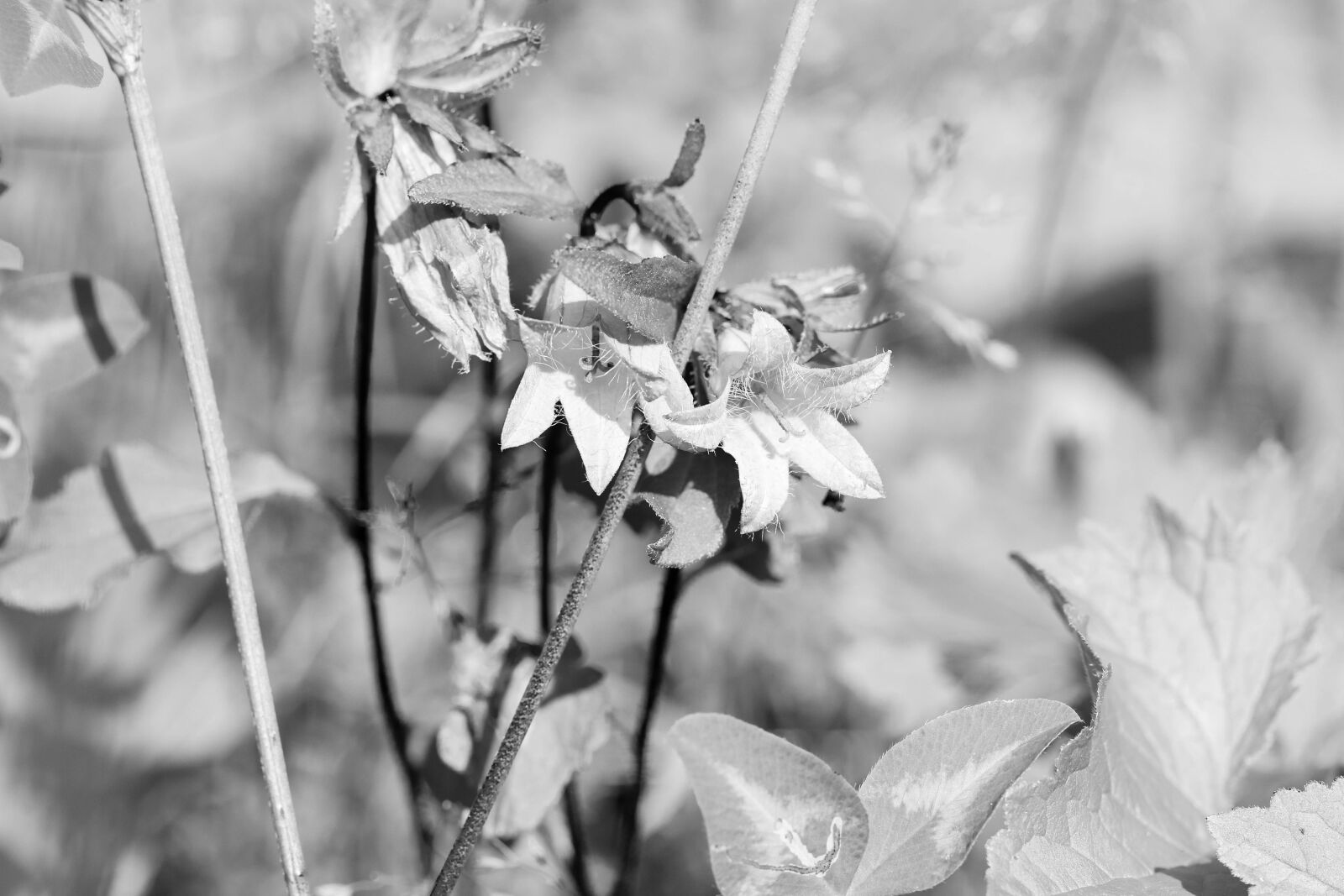 Canon EOS 7D Mark II sample photo. Bluebell, summer flower, wildflower photography