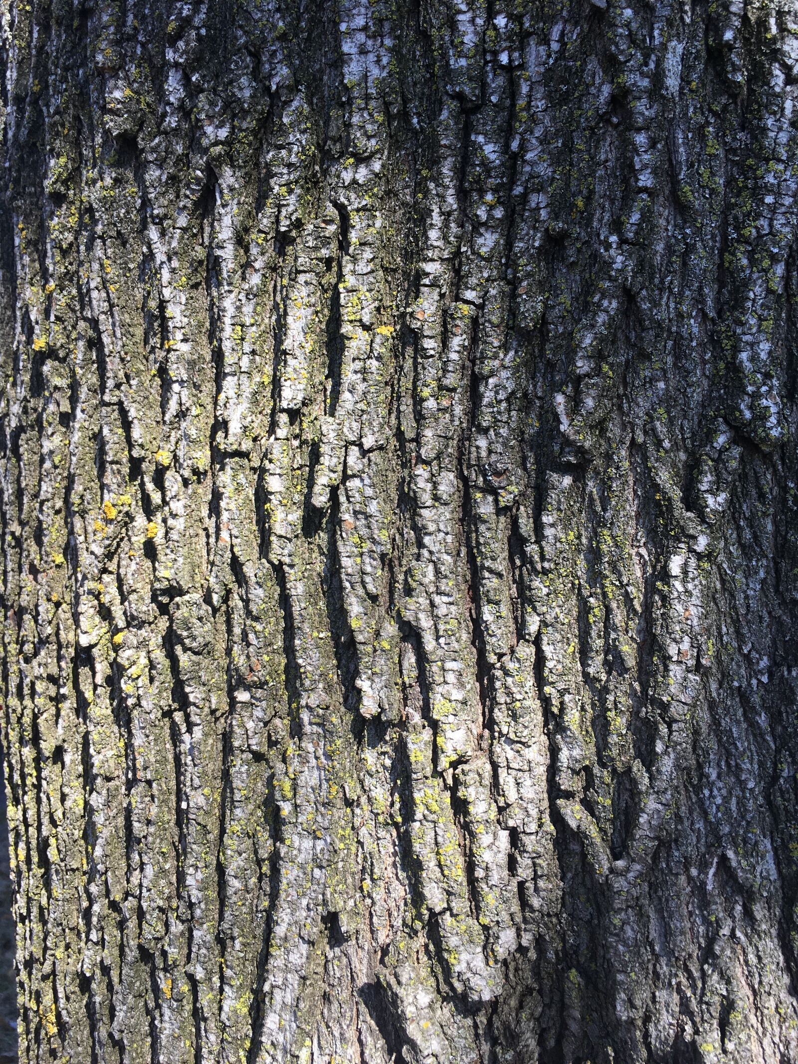 Apple iPhone SE sample photo. Tree, wood, skin photography