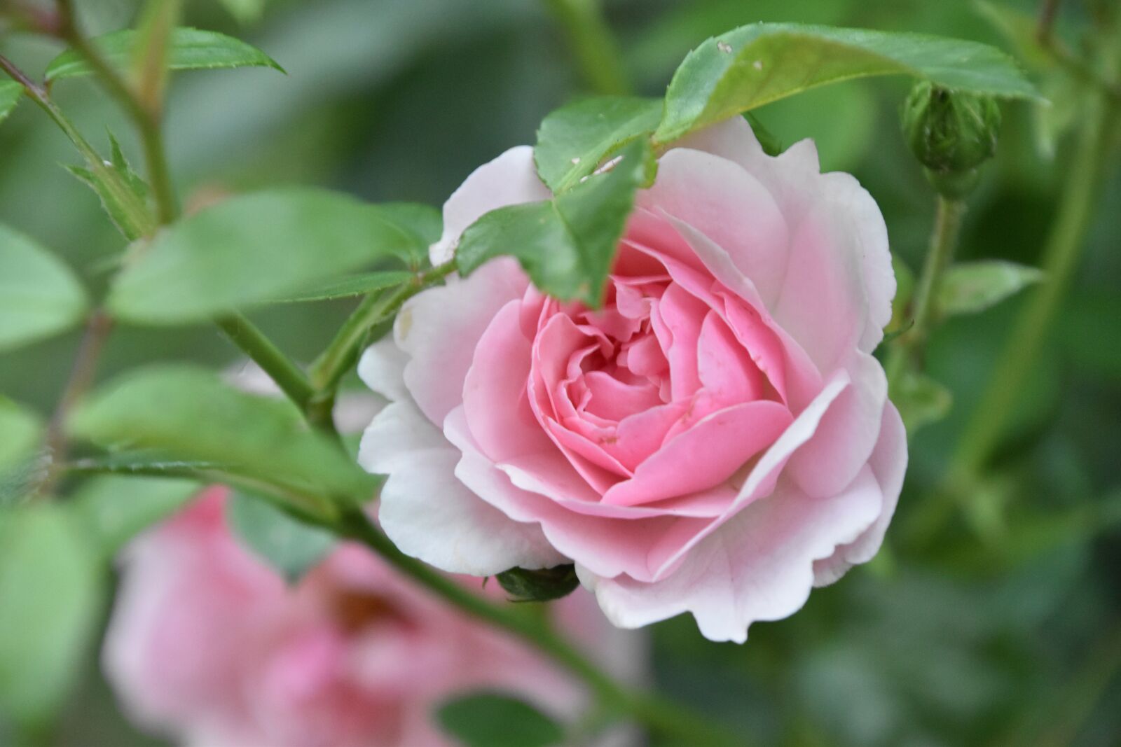 Nikon D5600 sample photo. Flower, rosebush, plant photography