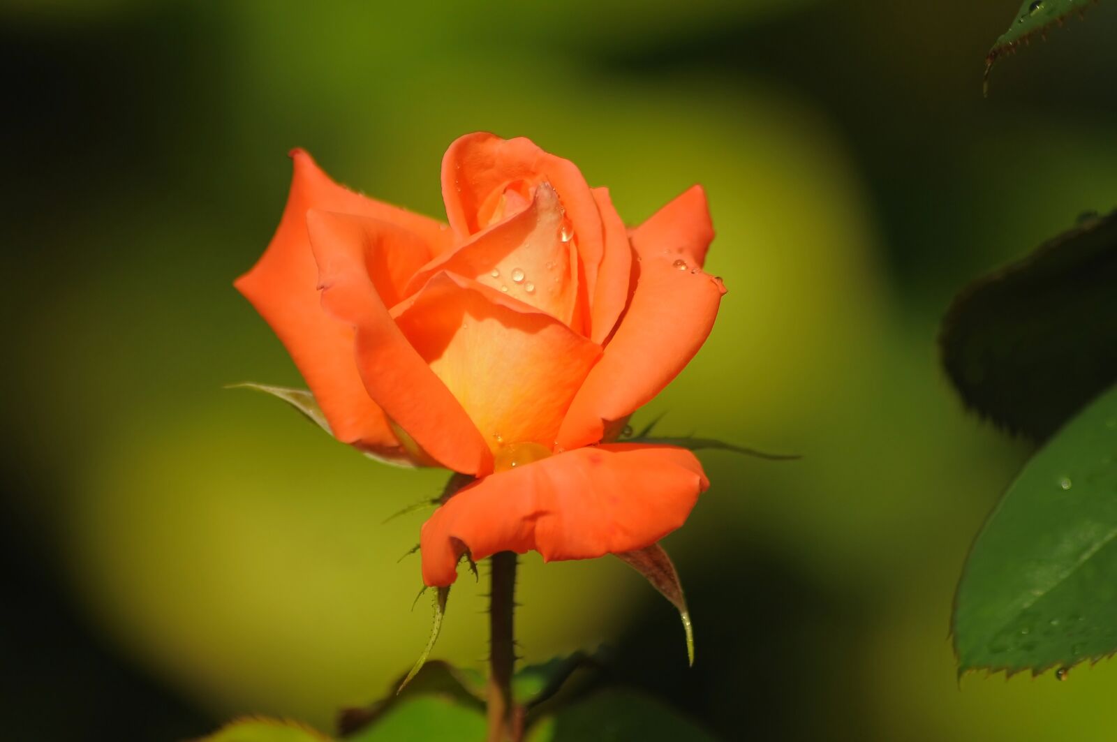 Nikon D90 sample photo. Rose, orange, bud photography