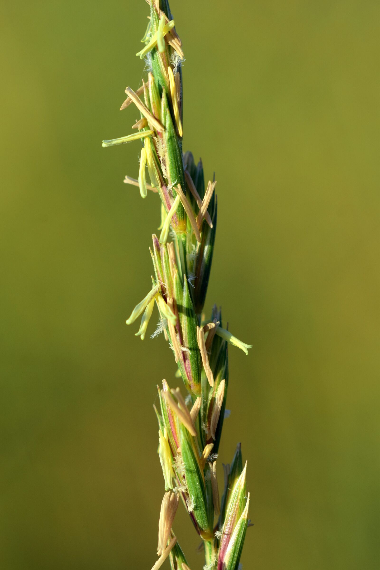 Nikon D3300 sample photo. Grass, wild grass, grasses photography