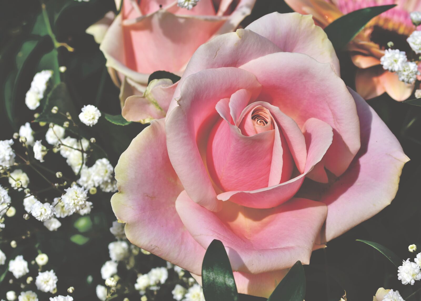 Nikon D7200 sample photo. Rose, rose bloom, floribunda photography