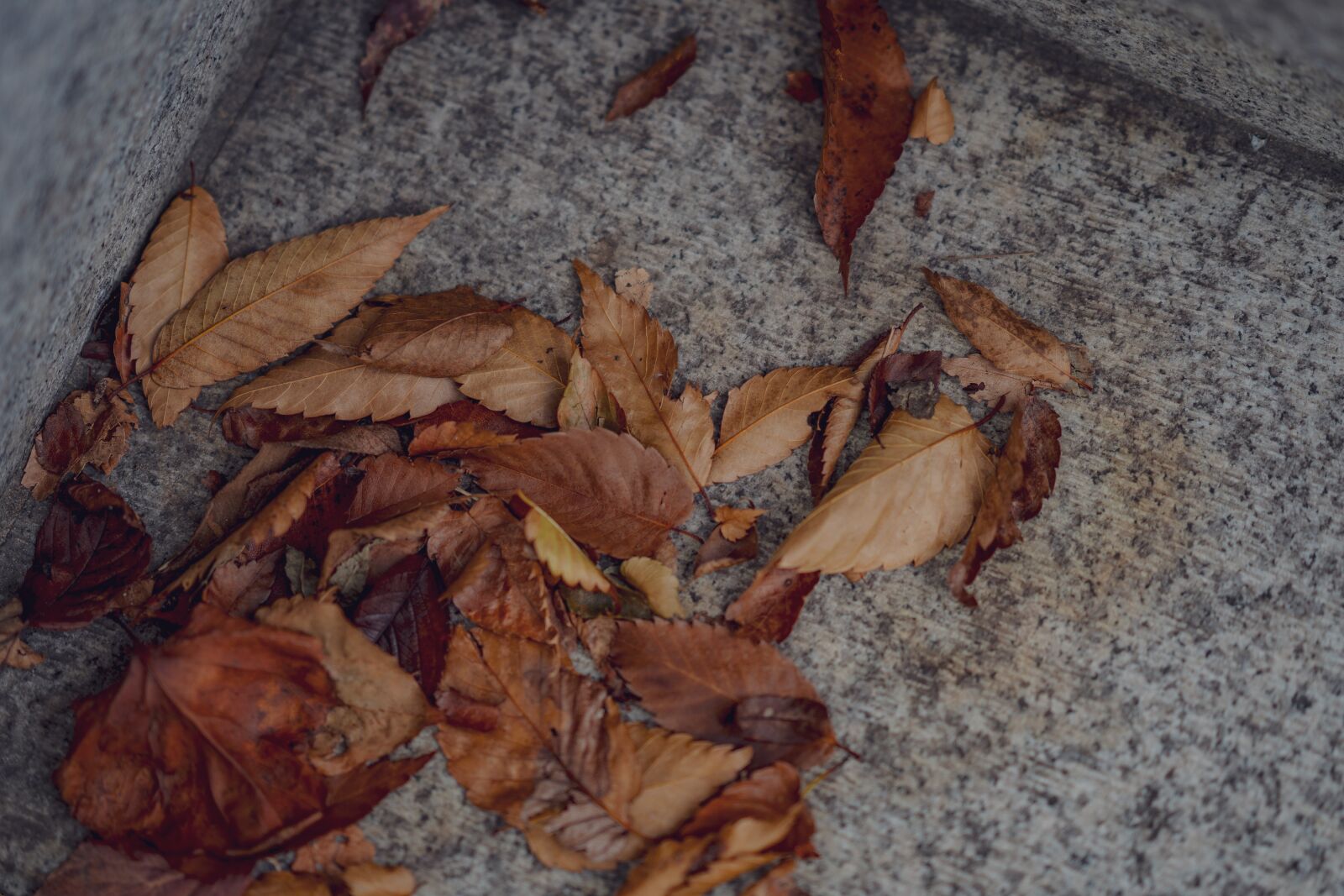 Sony a7 III sample photo. Leaf, autumn, leaves photography