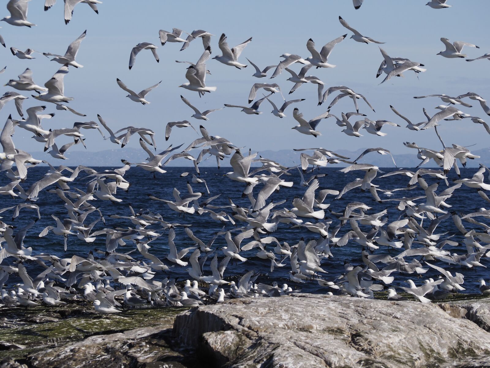Olympus OM-D E-M10 sample photo. Birds, sea, seagull photography