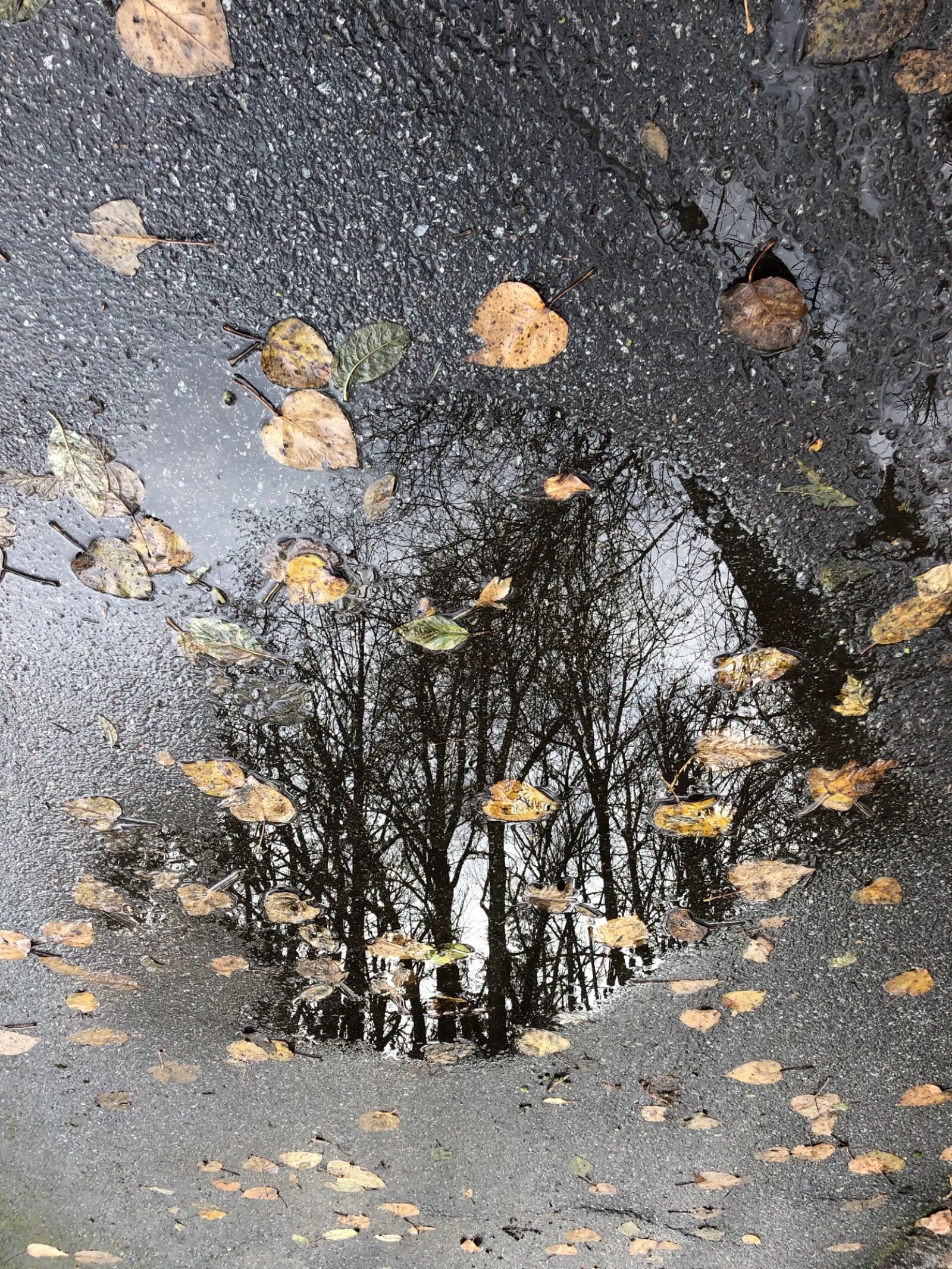 Apple iPhone 8 sample photo. Abstract, autumn, colours, puddle photography