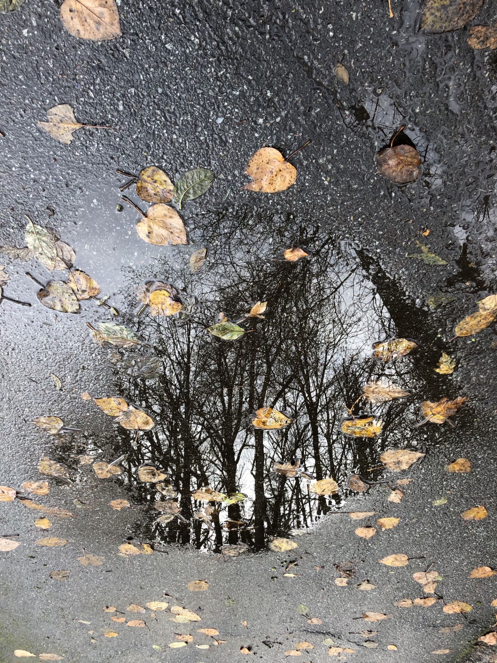iPhone 8 back camera 3.99mm f/1.8 sample photo. Abstract, autumn, colours, puddle photography