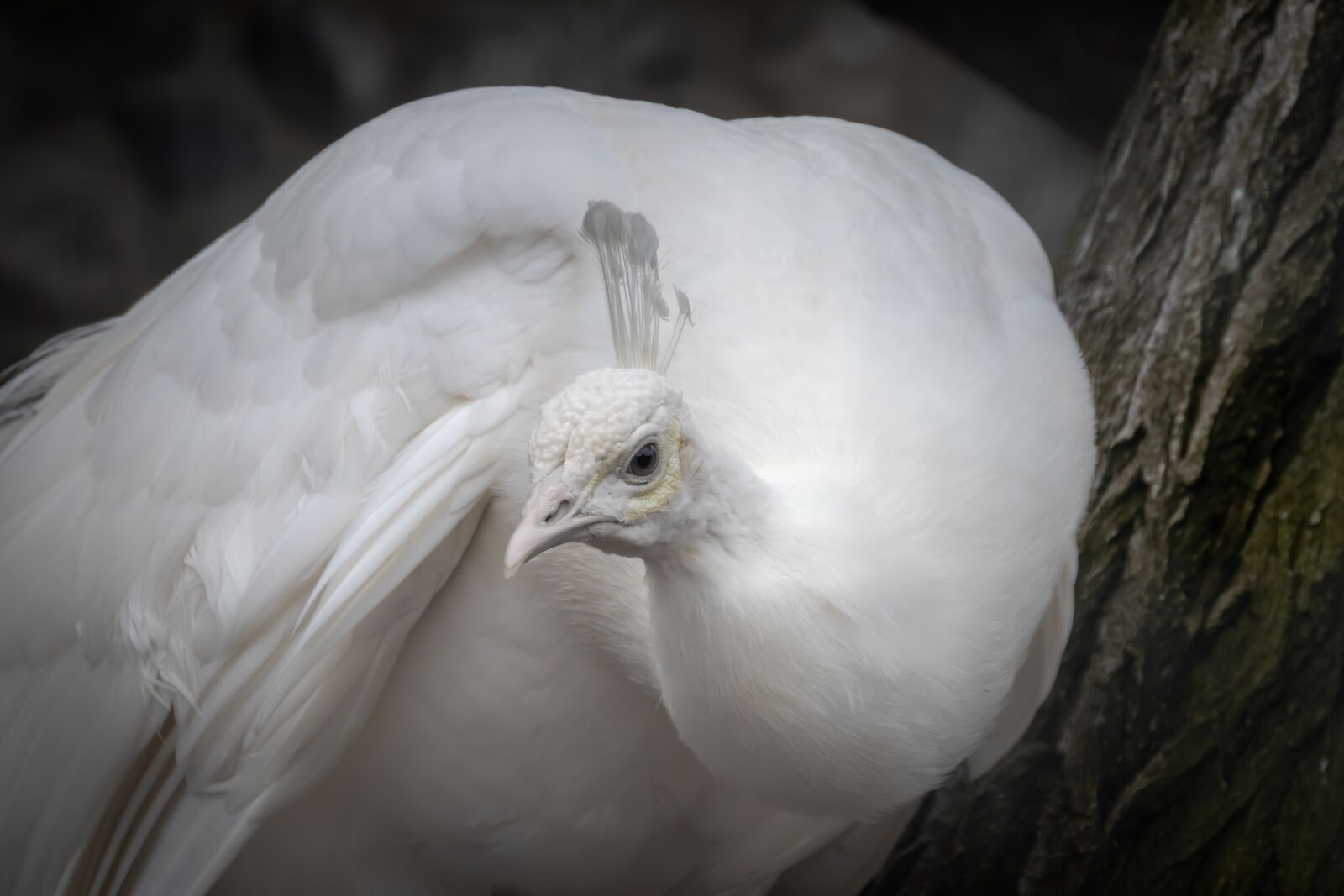 Canon EOS 80D sample photo. Peacock, white, bird photography
