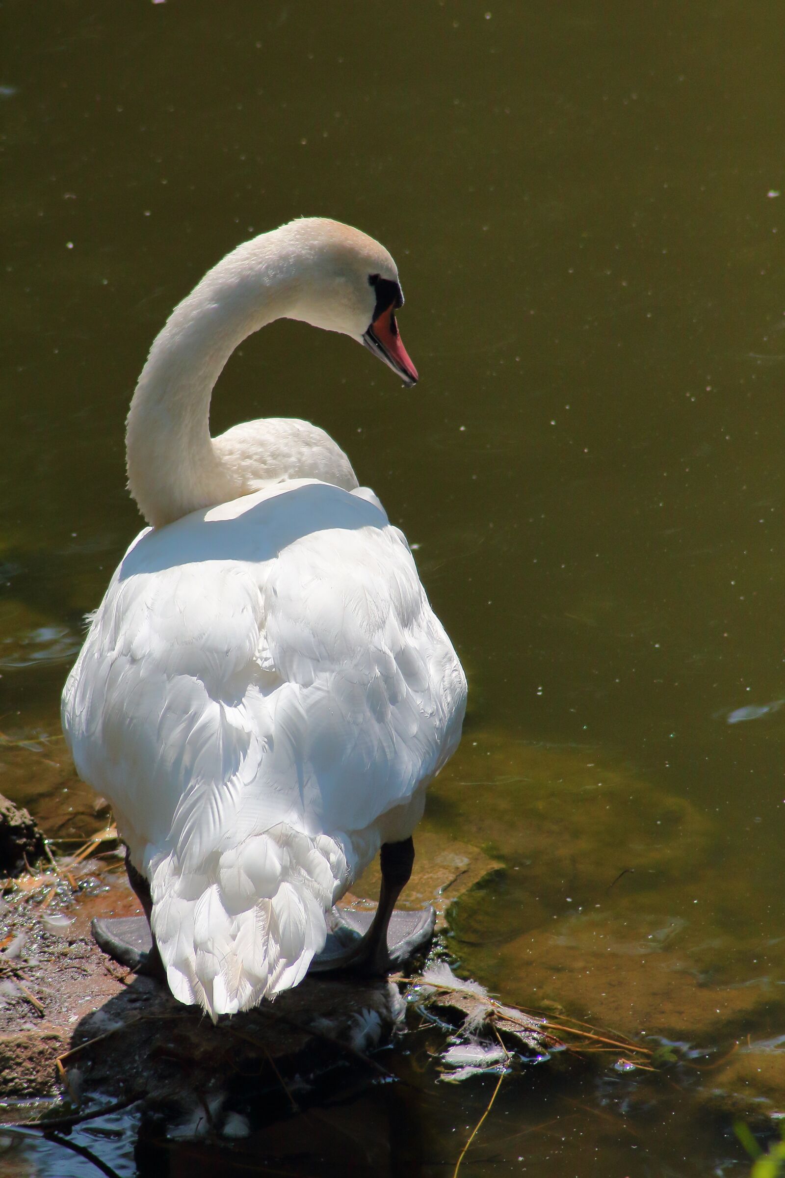 Canon EOS 650D (EOS Rebel T4i / EOS Kiss X6i) sample photo. Swan, bird, white photography